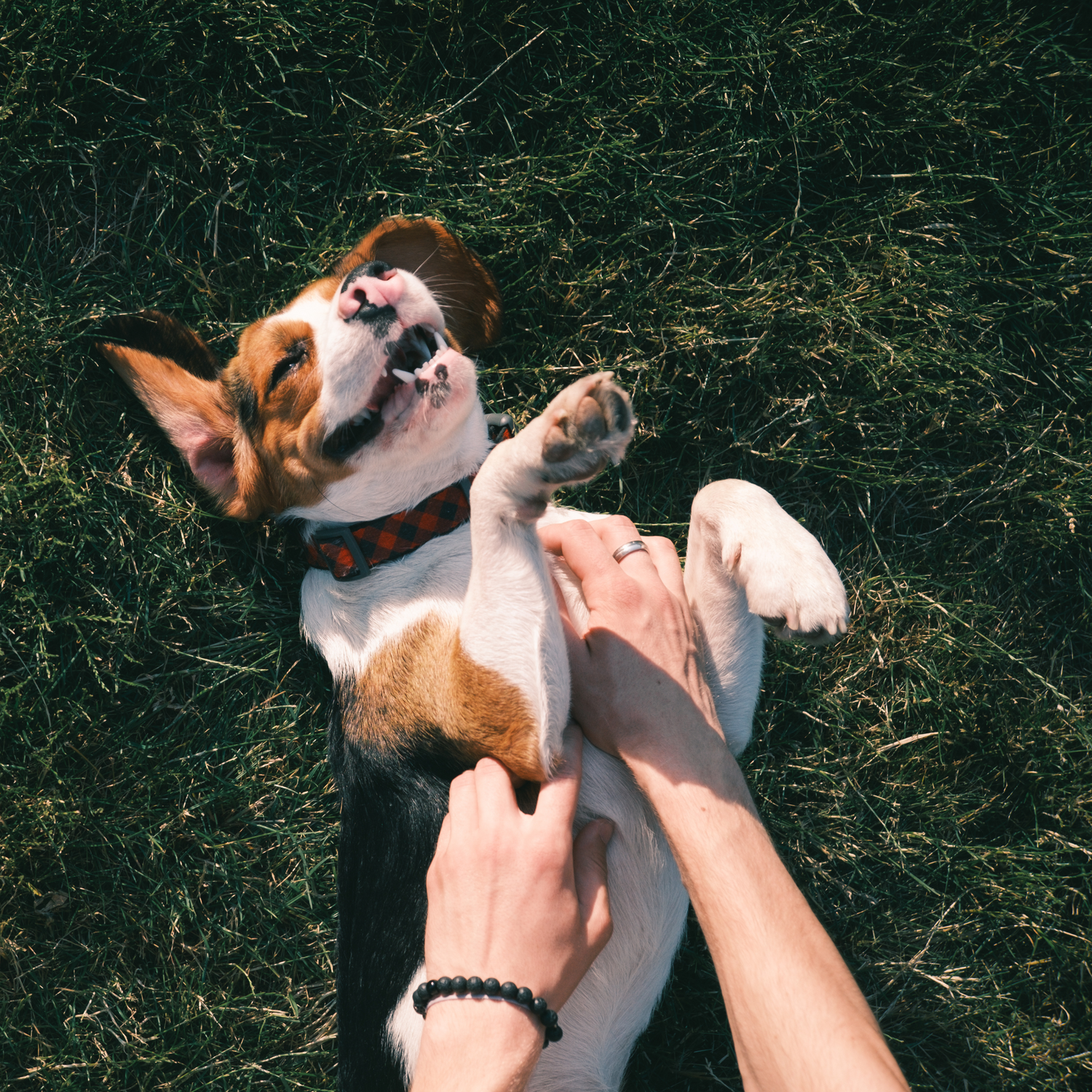Cute dog getting belly rubs in the grass, dog probiotics