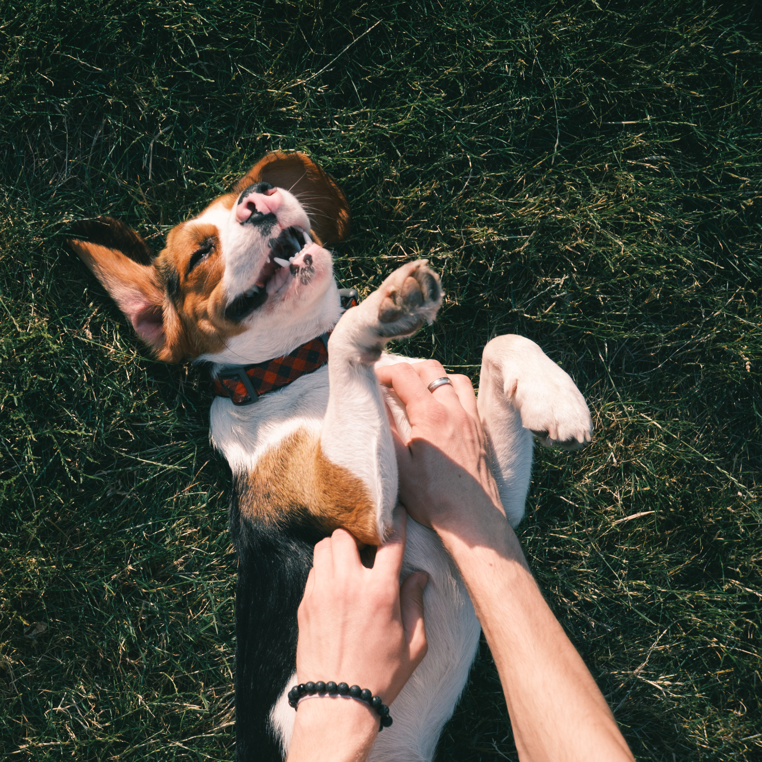 Cute dog getting belly rubs in the grass, dog probiotics