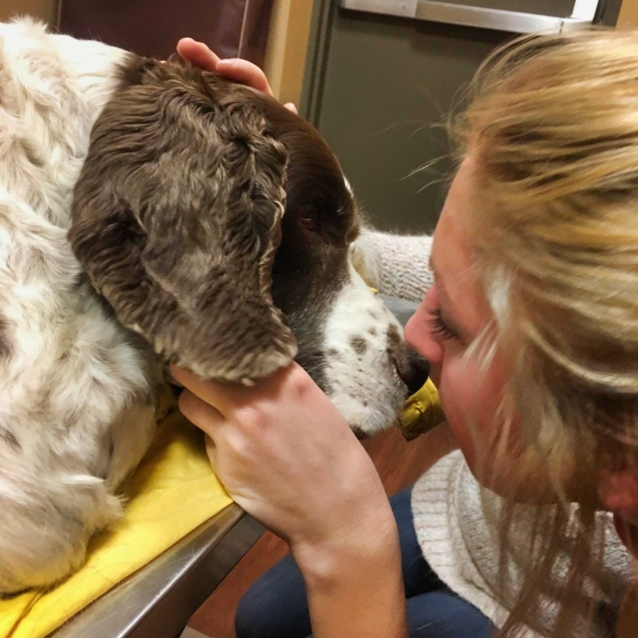 dog supplements, dog arthritis supplements, joint supplements for dogs