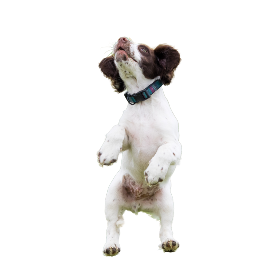 English springer spaniel puppy jumping up in the air no background