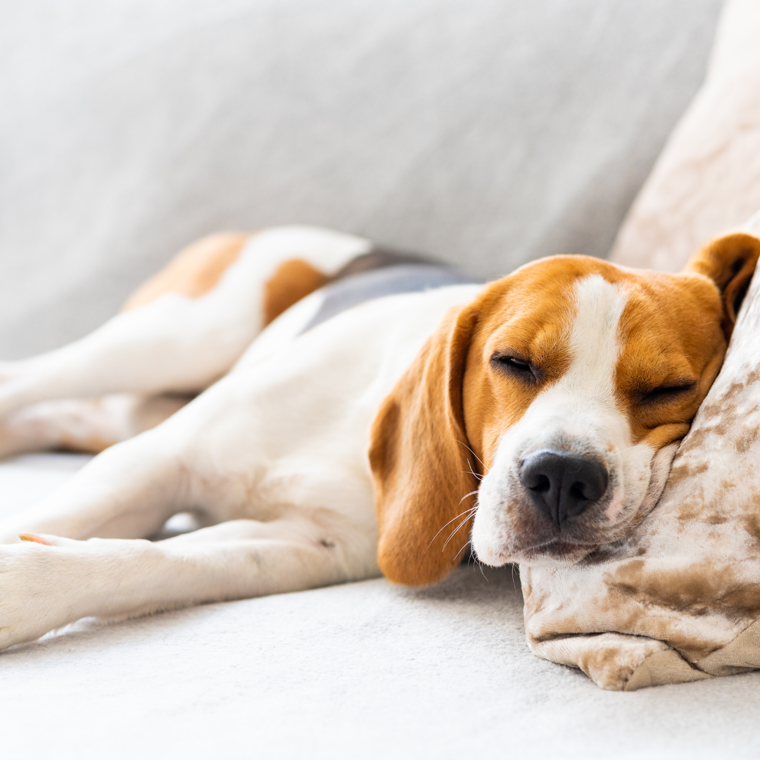 Beagle sleeping on a pale couch