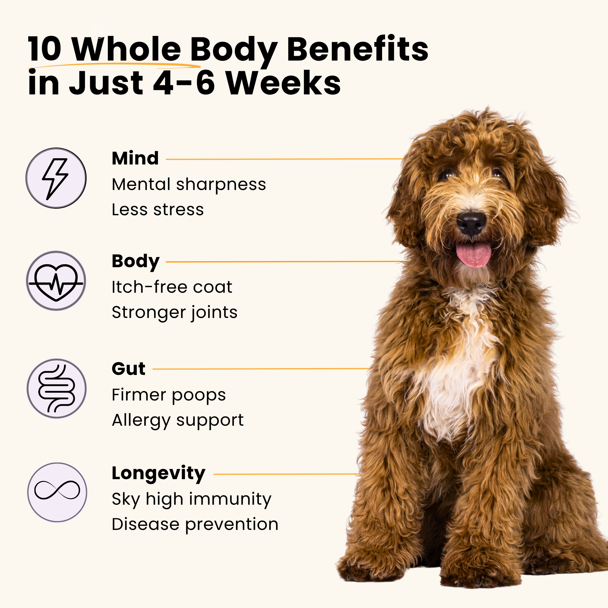 All-In-One Dog Multivitamin