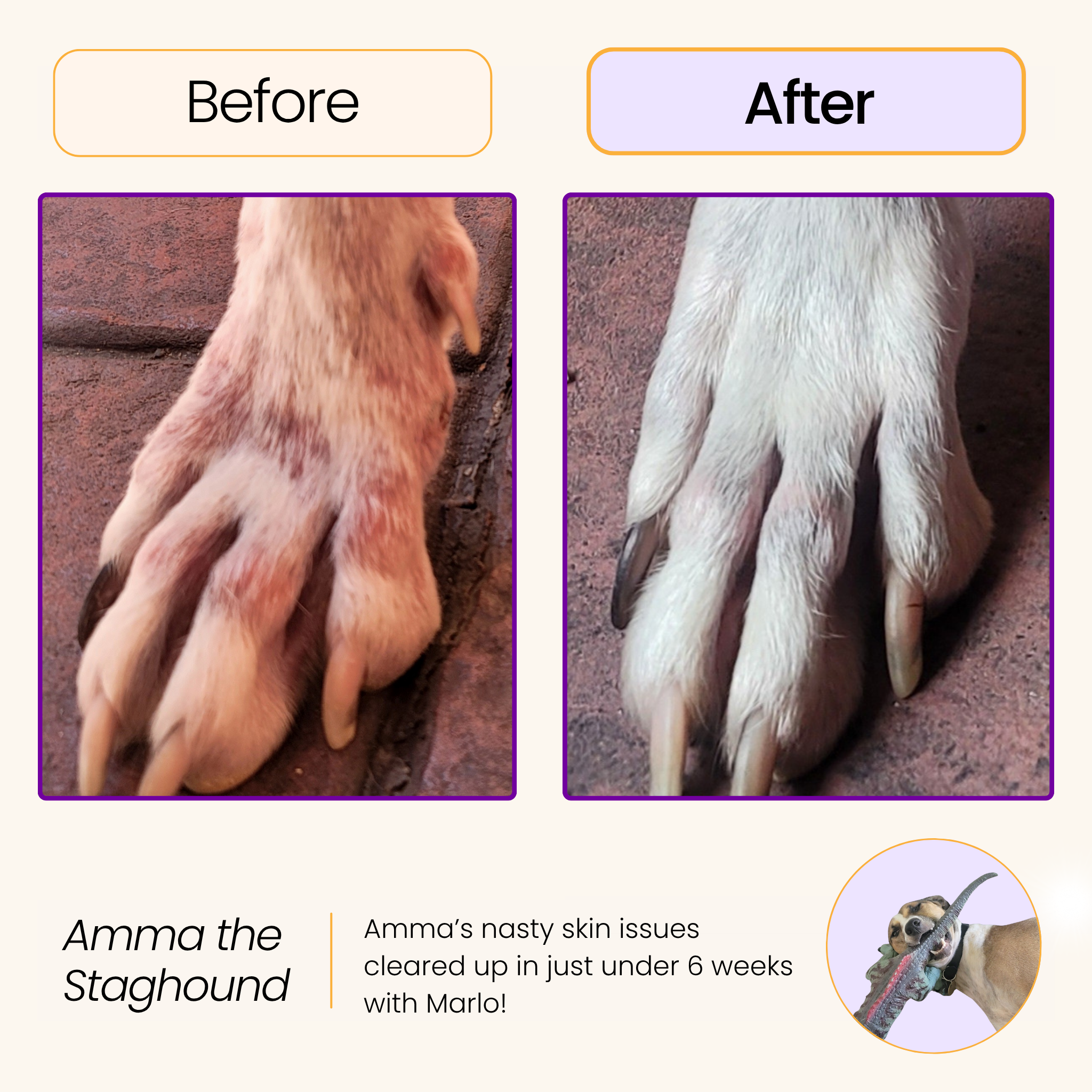 All-In-One Dog Multivitamin
