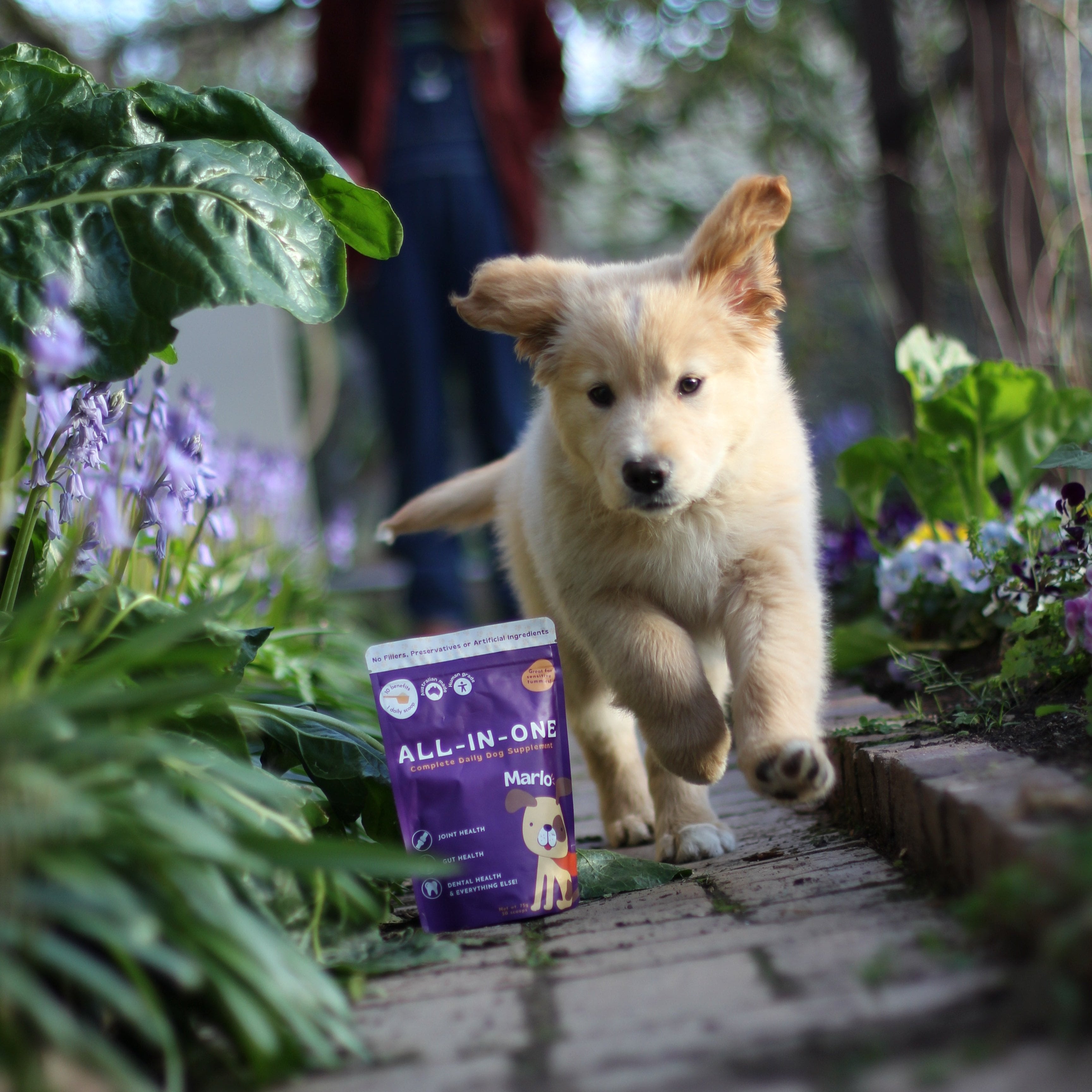 All-In-One Dog Supplement