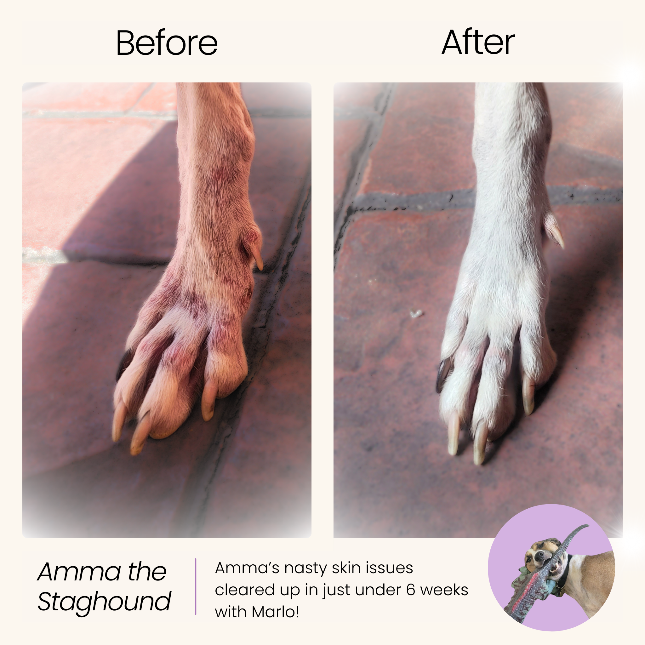 All-In-One Dog Multivitamin