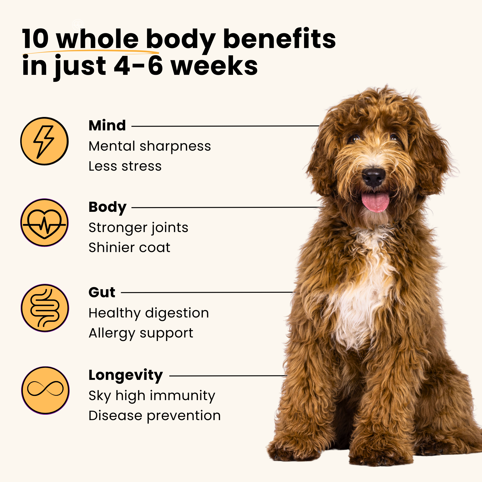All-In-One Dog Multivitamin