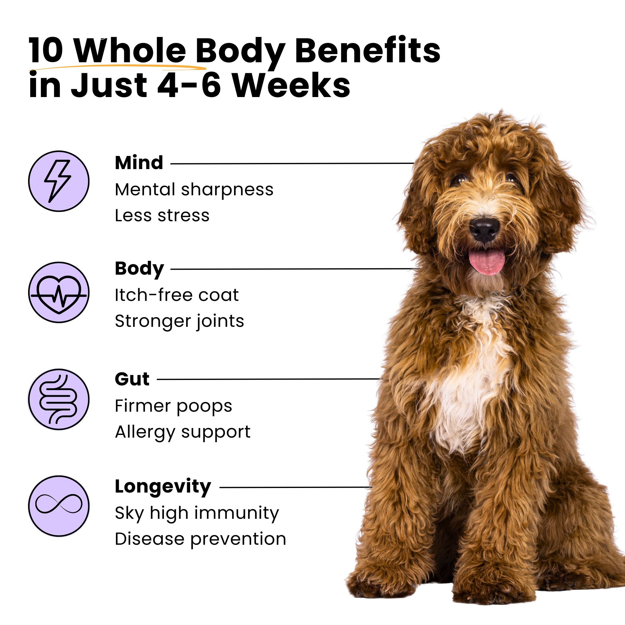 All-In-One Dog Multivitamin