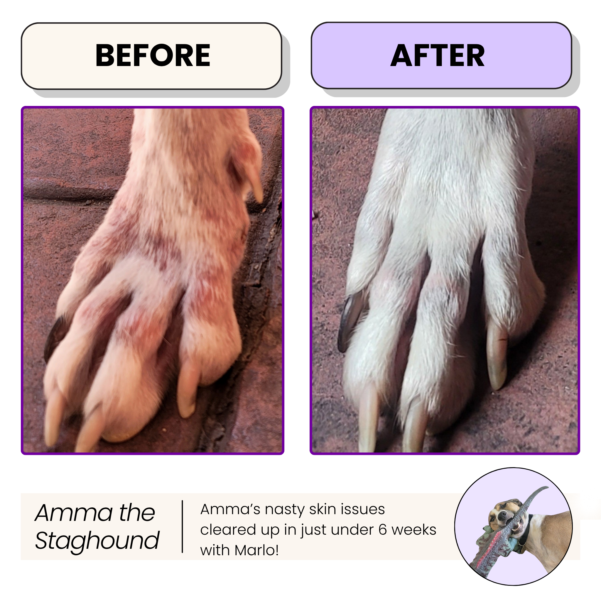 All-In-One Dog Multivitamin